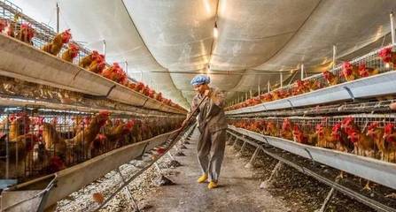 濫用農藥、化肥、抗生素 農業模式不改，315將是打不完的假，辟不完的謠