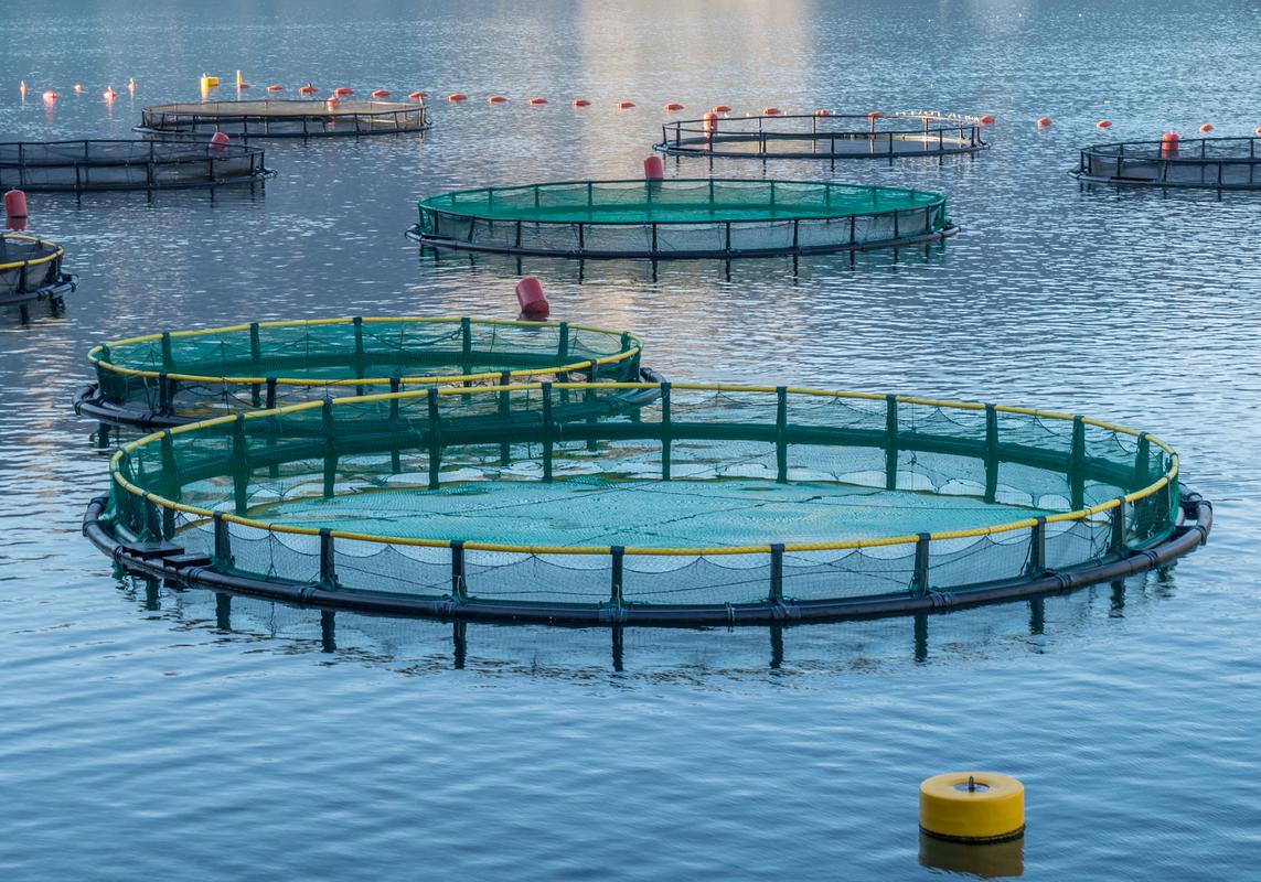 fishery standard公司計劃投資50億盧布興建現代化綜合性鱒魚養殖場